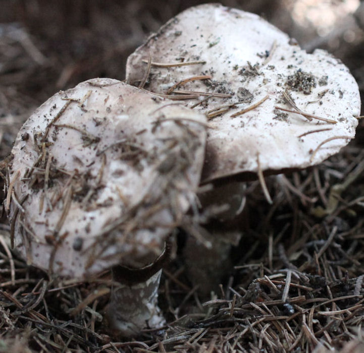 agaricus silvaticus