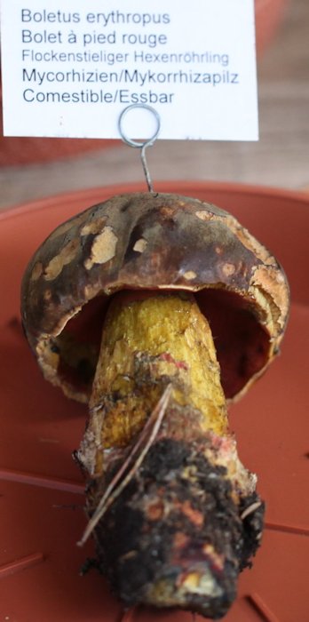 boletus luridiformis