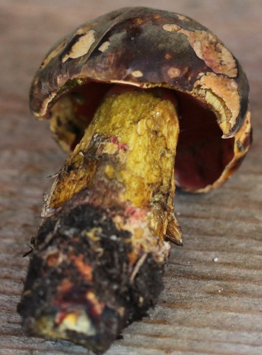 boletus luridiformis