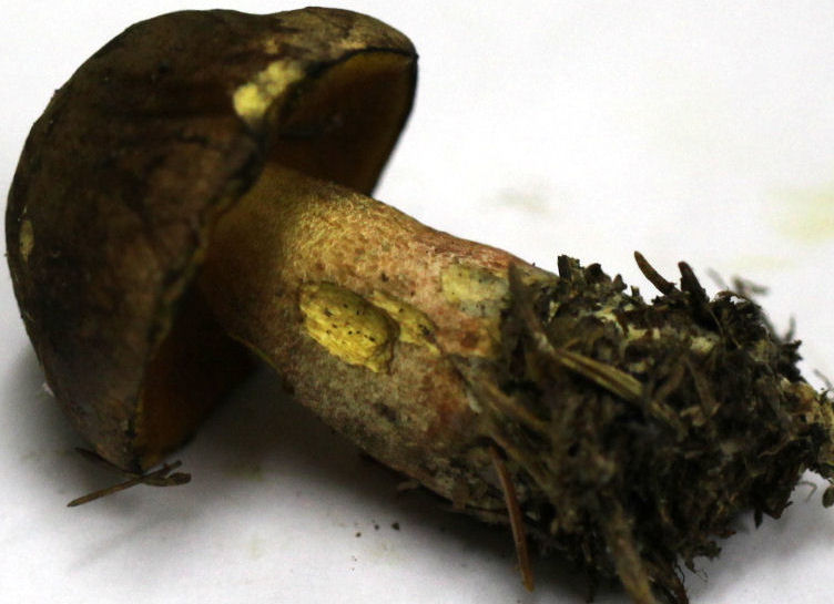Boletus luridiformis