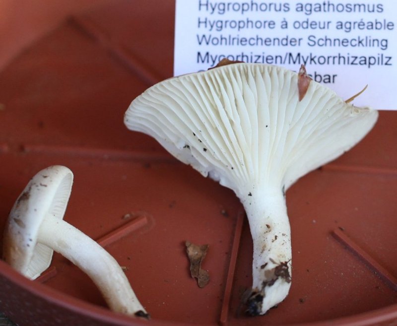 Hygrophorus agasthomus