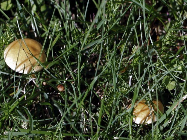 agrocybe pediades