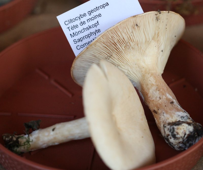 Clitocybe geotropa