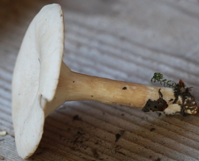 Clitocybe geotropa