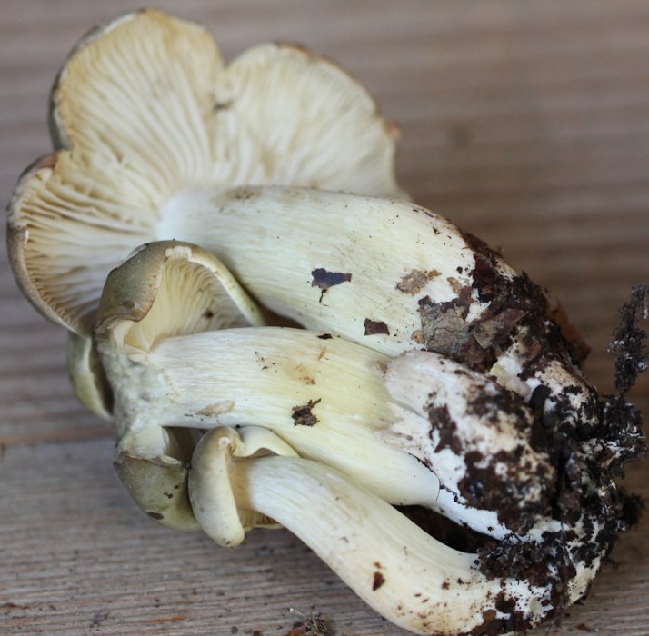 Tricholoma saponeum