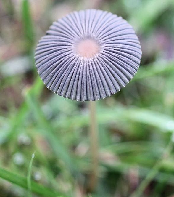 coprinus plicatilis
