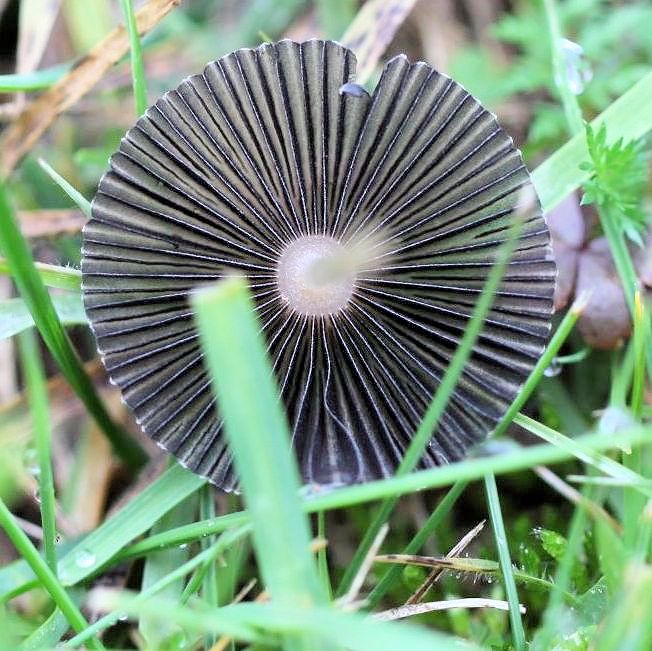 coprinus plicatilis