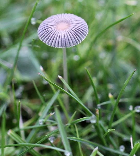 coprinus plicatilis