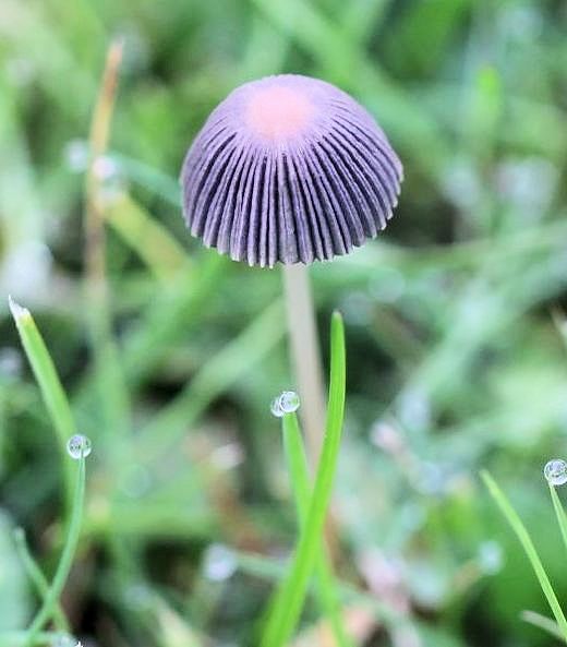 coprinus plicatilis