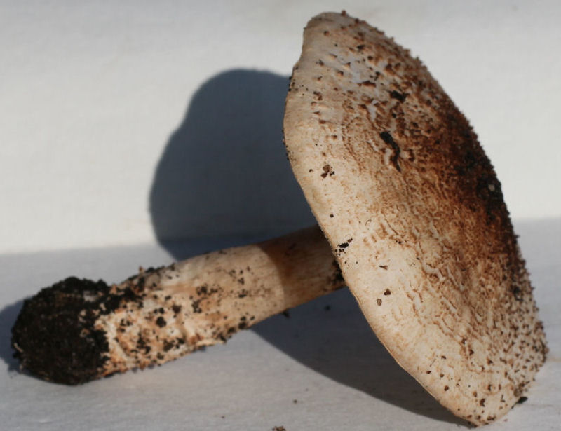 Lepiota acutesquamosa
