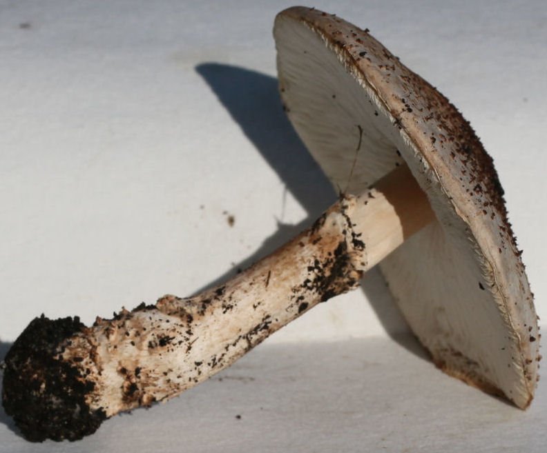 Lepiota acutesquamosa