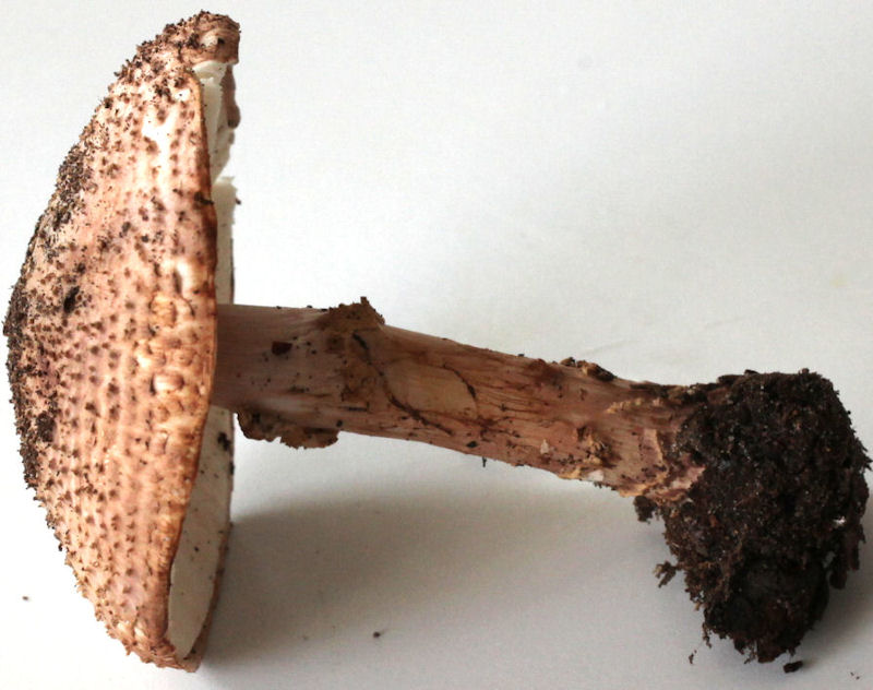 echinoderma aspera