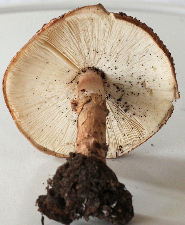 echinoderma aspera