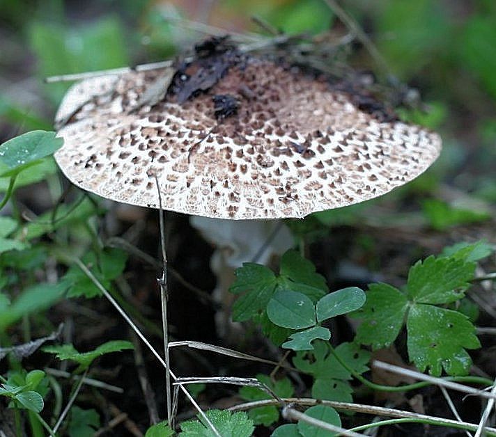 lepiota aspera