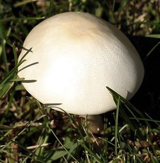 Leucoagaricus leucothites