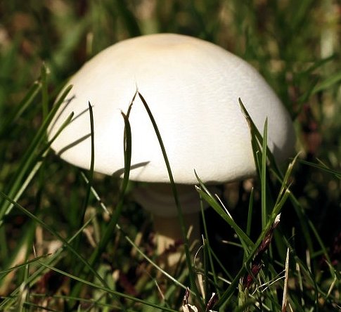 Leucoagaricus leucothites