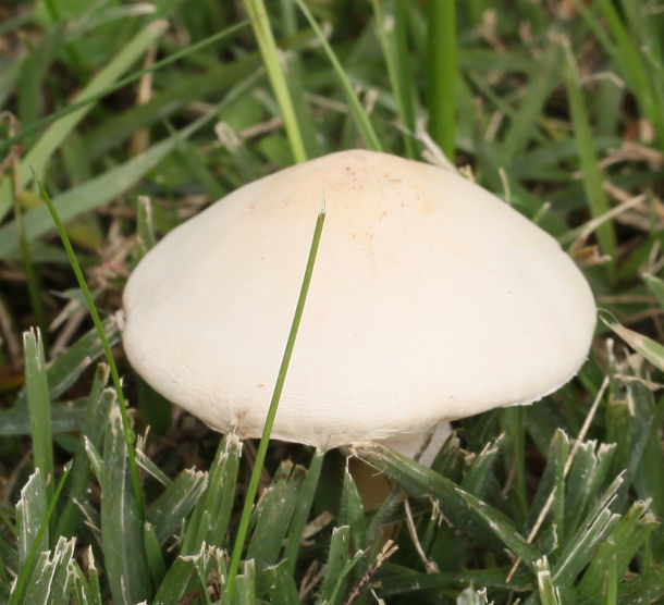 Leucoagaricus leucothites