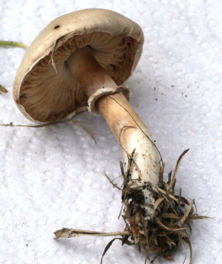 leucoagaricus leucothites