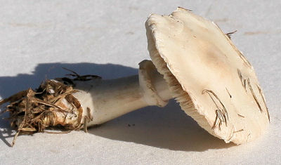 Leucoagaricus leucothites