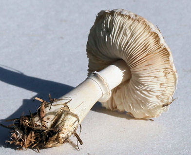 Leucoagaricus leucothites