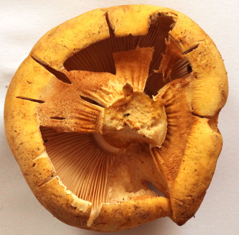 Phaeolepiota aurea