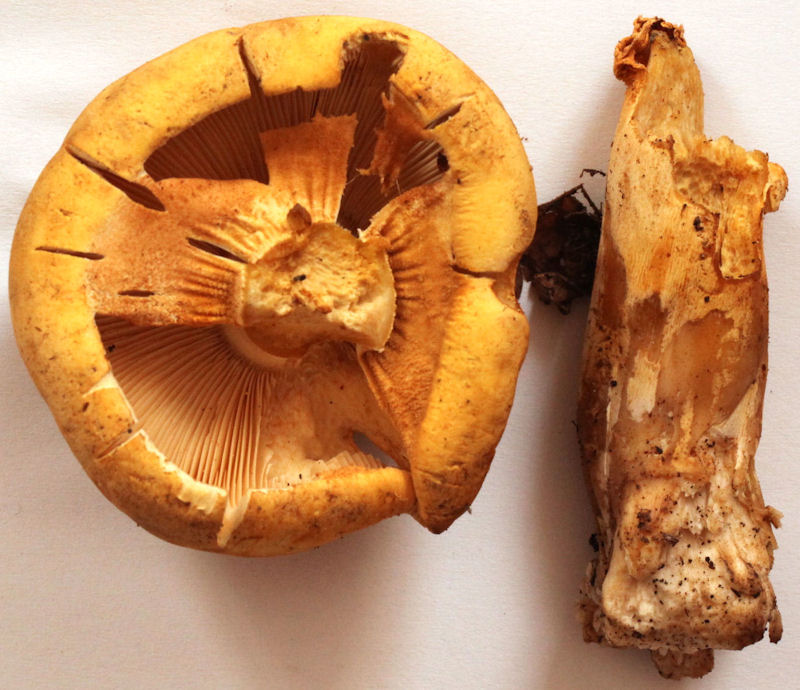Phaeolepiota aurea