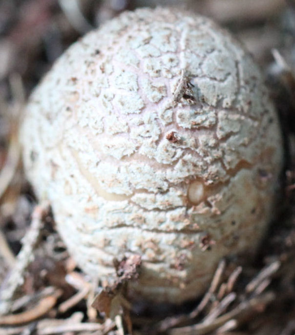 Amanita rubescens