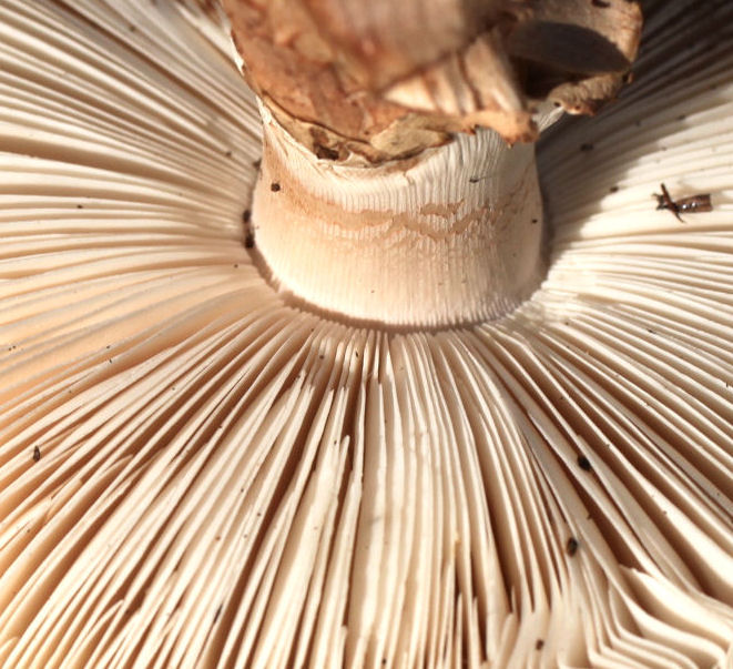 Amanita rubescens