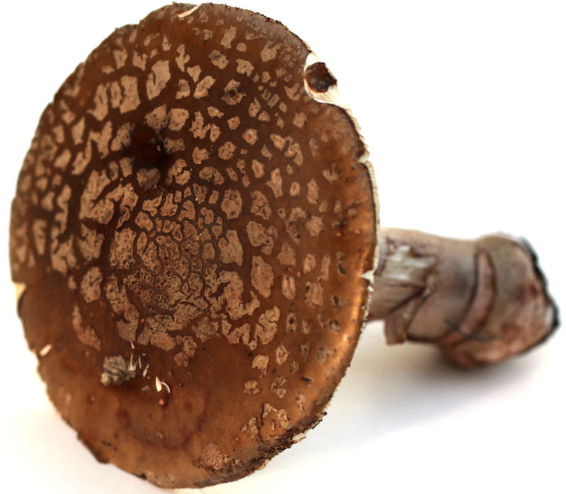 Amanita rubescens