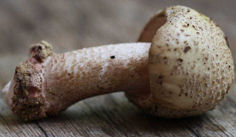 amanita rubescens