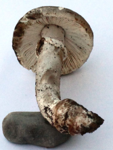 Amanita rubescens