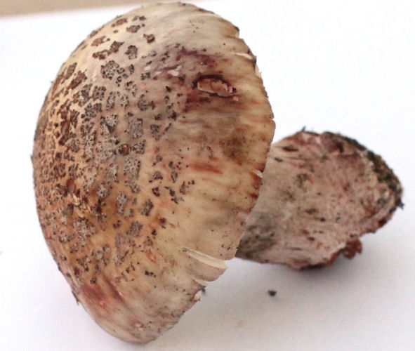 Amanita rubescens