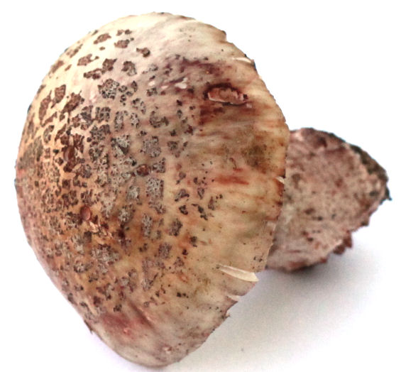 Amanita rubescens
