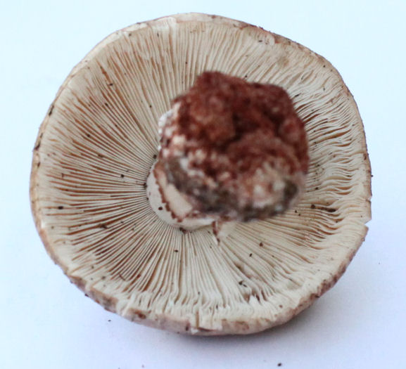 Amanita rubescens