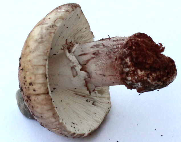Amanita rubescens