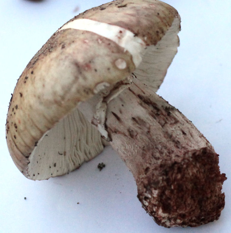 manita rubescens