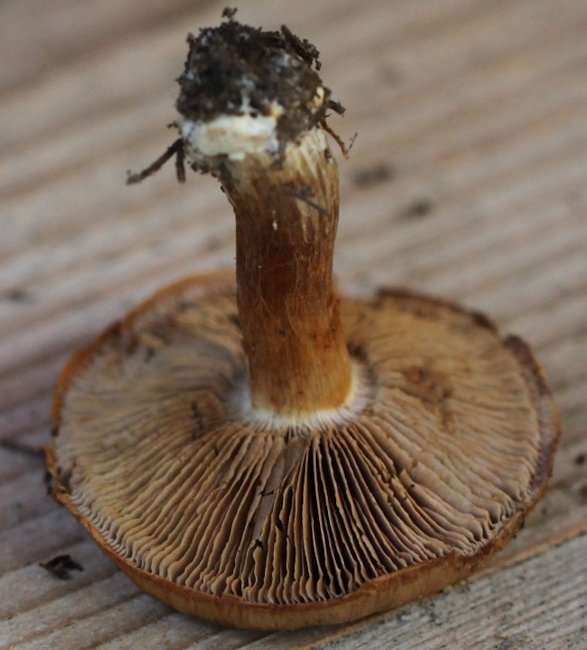 Cortinarius glaucopus