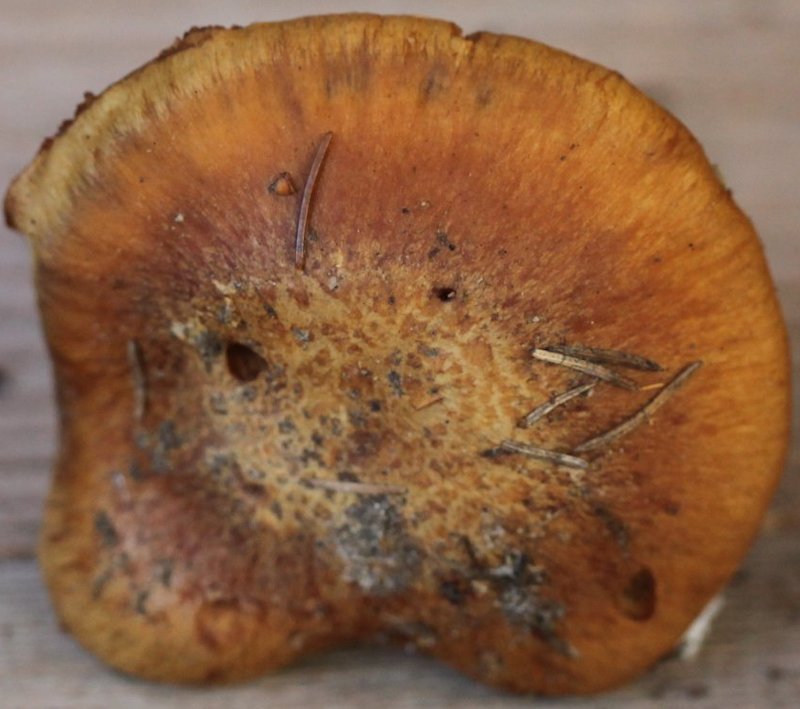 Cortinarius glaucopus