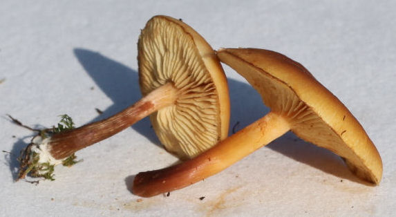 Gymnopilus sapineus