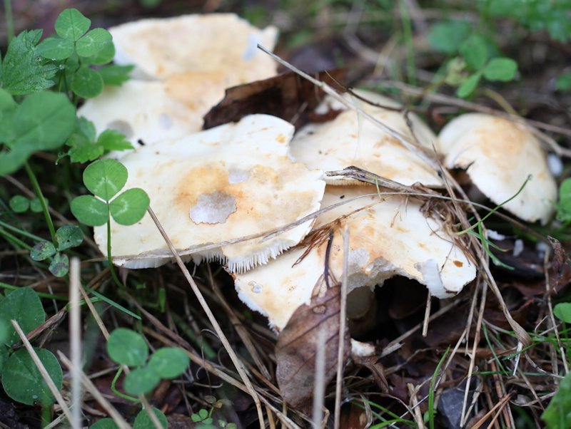 Hebeloma crustuliniforme