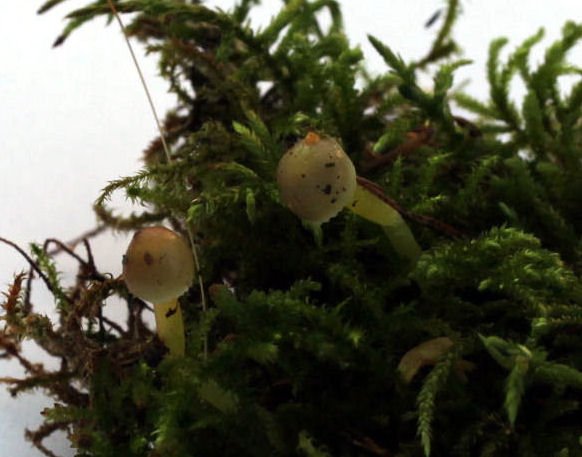 mycena epipterygia