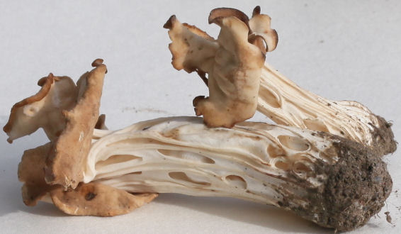 Helvella crispa