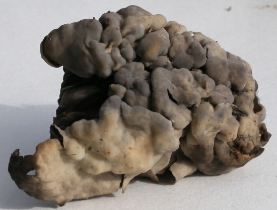 Helvella lacunosa