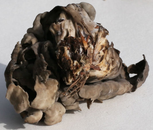 Helvella lacunosa