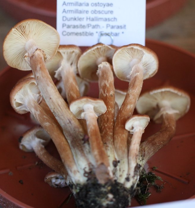 armilaria ostoyae