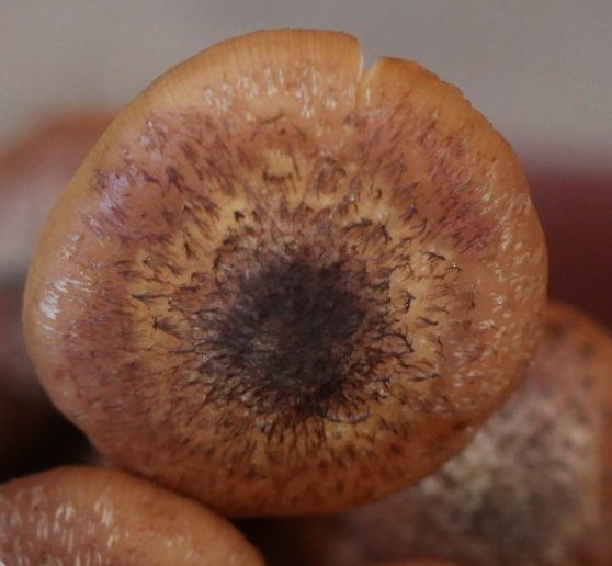 armilaria ostoyae
