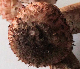 armillaria ostoyae