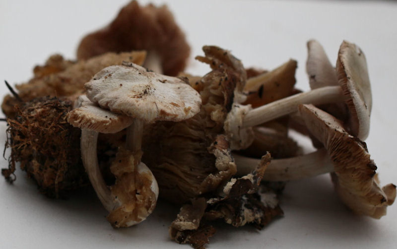 volvariella surrecta