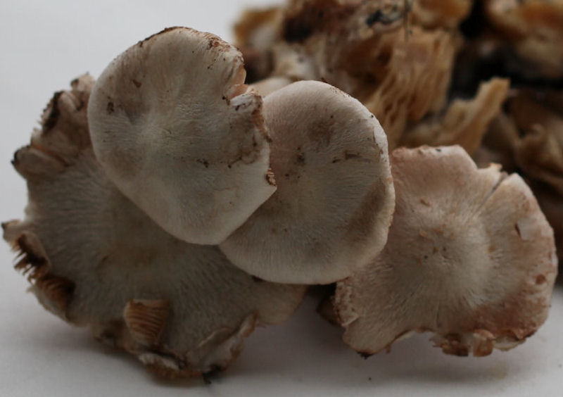 volvariella surrecta