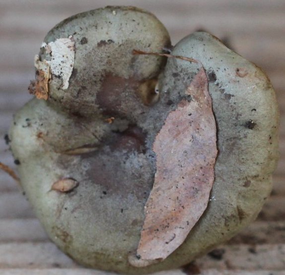 Lactarius blennius